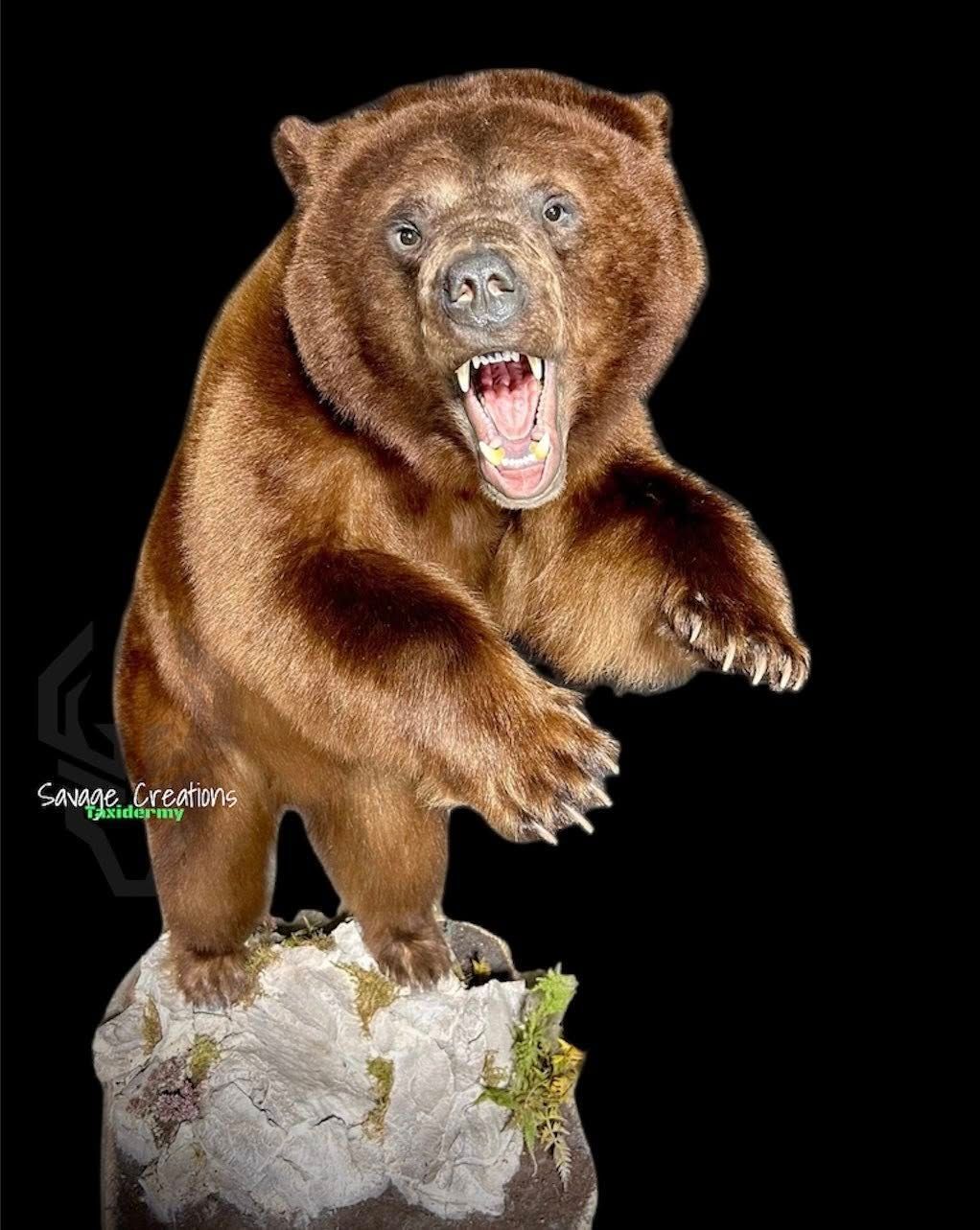 Deer head taxidermy mount with large antlers, facing right.