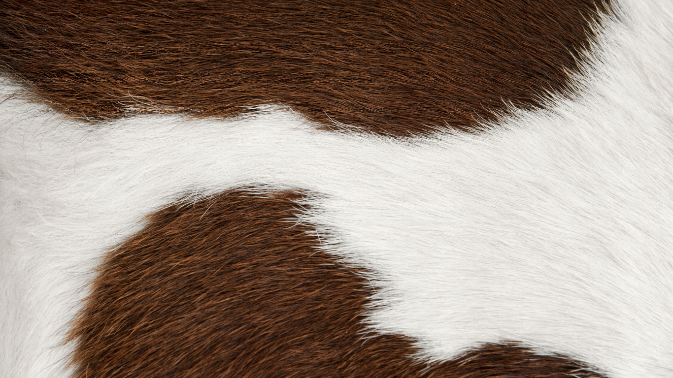 Gray wolf head against a black background, looking forward with attentive eyes.