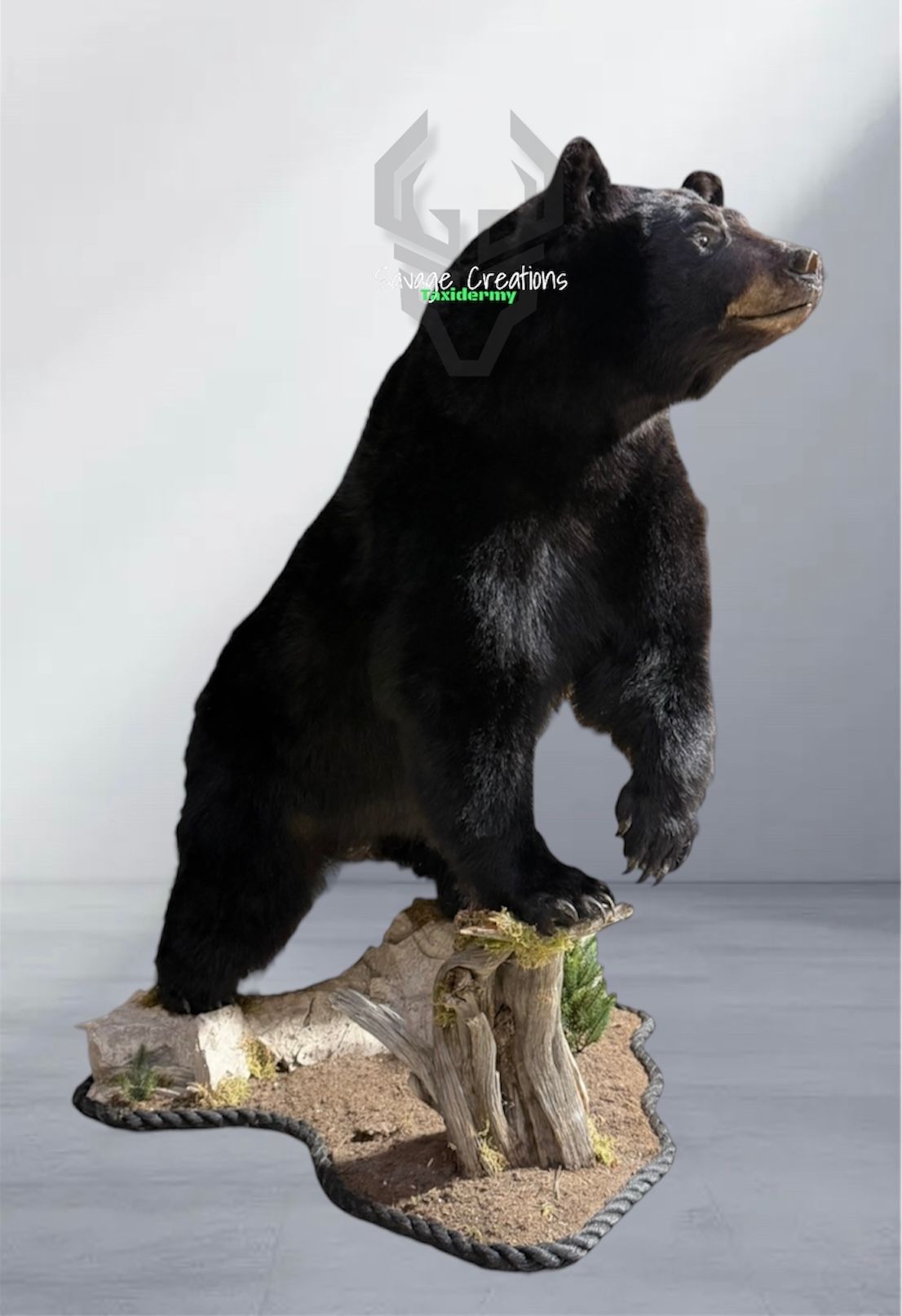 Taxidermied mule deer head with large antlers, set against a black background.