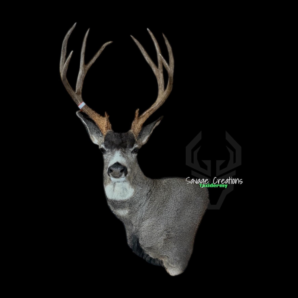 Mule deer taxidermy mount with large antlers on a black background.