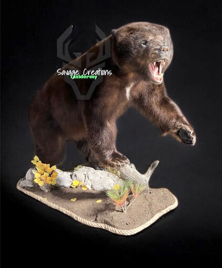 Mule deer taxidermy mount with large antlers against a black background.