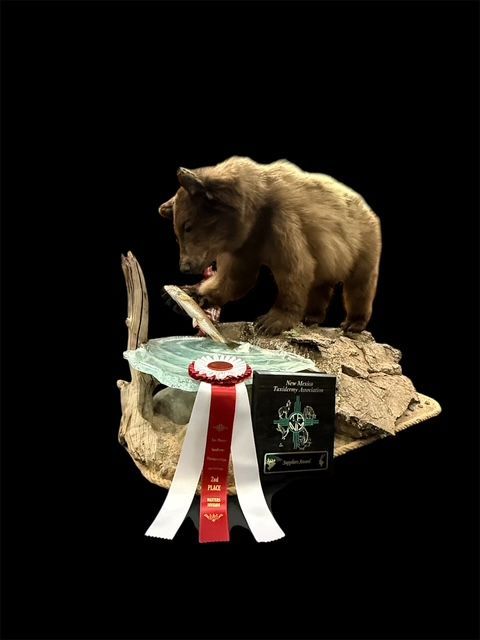 Mule deer taxidermy mount with large antlers against a black background.