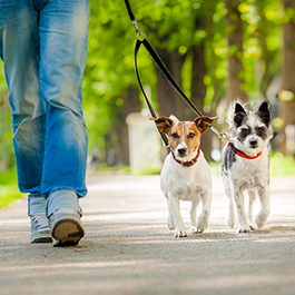 do you need a business license for dog walking