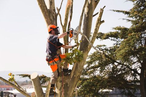 Tied Branch Sawing — Senoia, GA —  High Climbers Tree Service