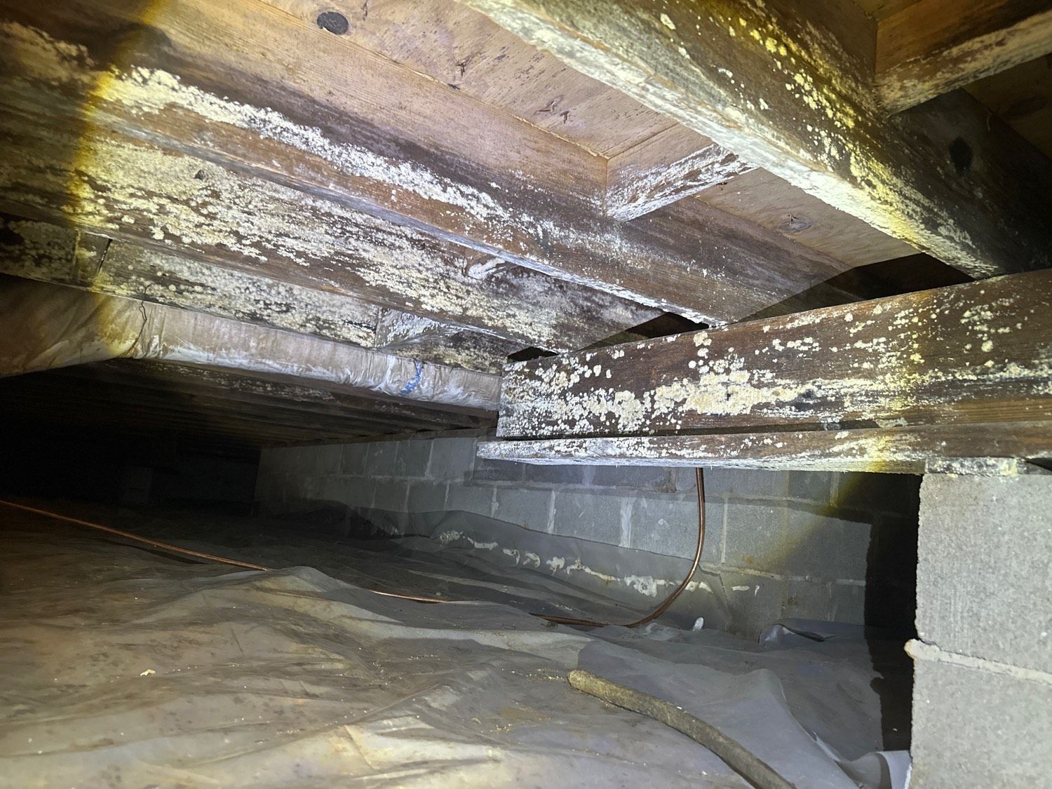 Moldy crawl space with wooden beams, cinder block supports, and ground cover.