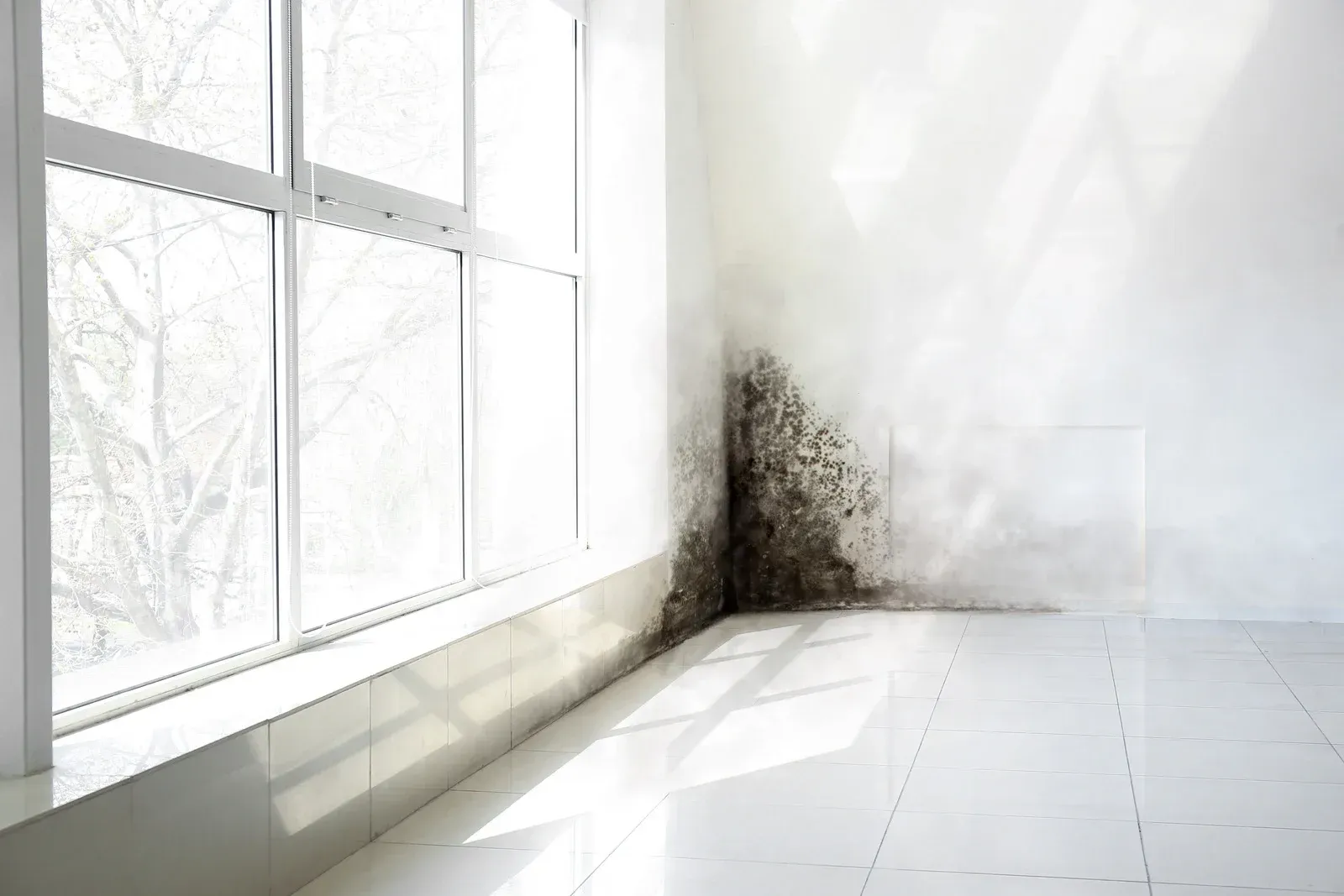Mold growth on a white wall in the corner of a room, next to a large window.