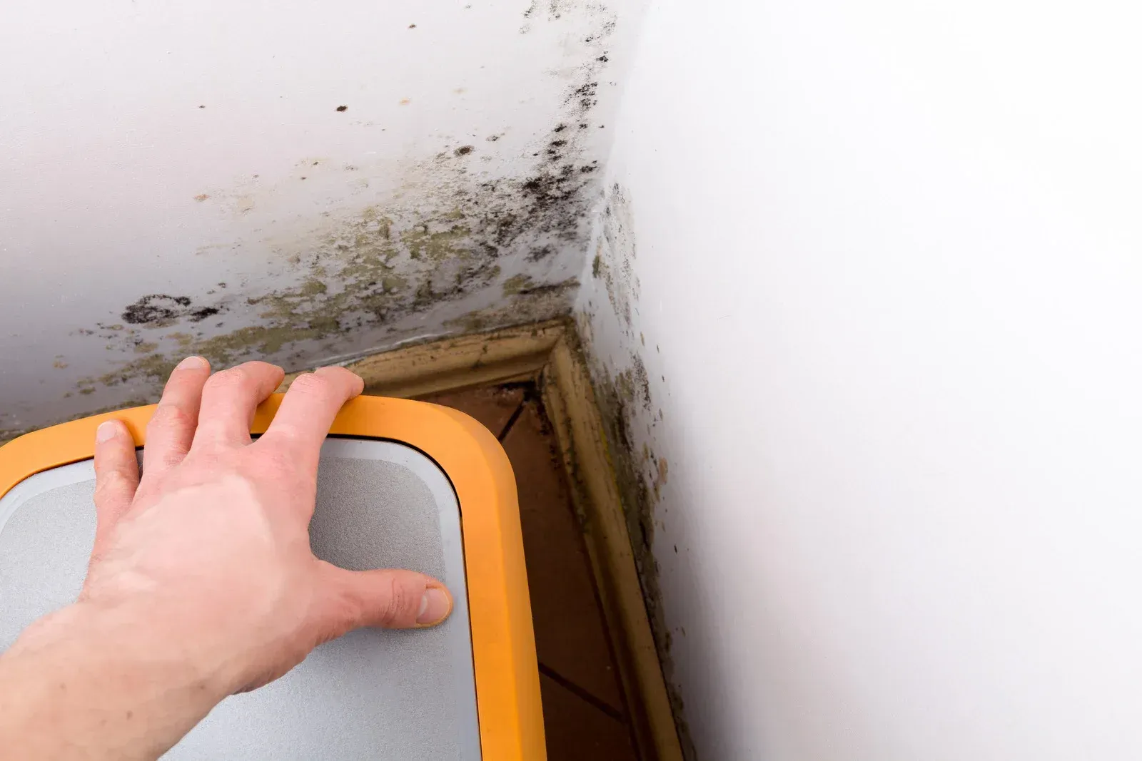 Mold growth on ceiling and wall corner, hand on edge of step stool.