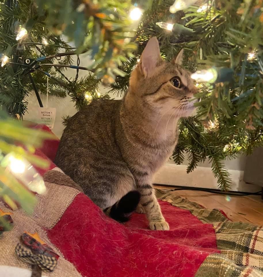 A cat is sitting under a christmas tree.