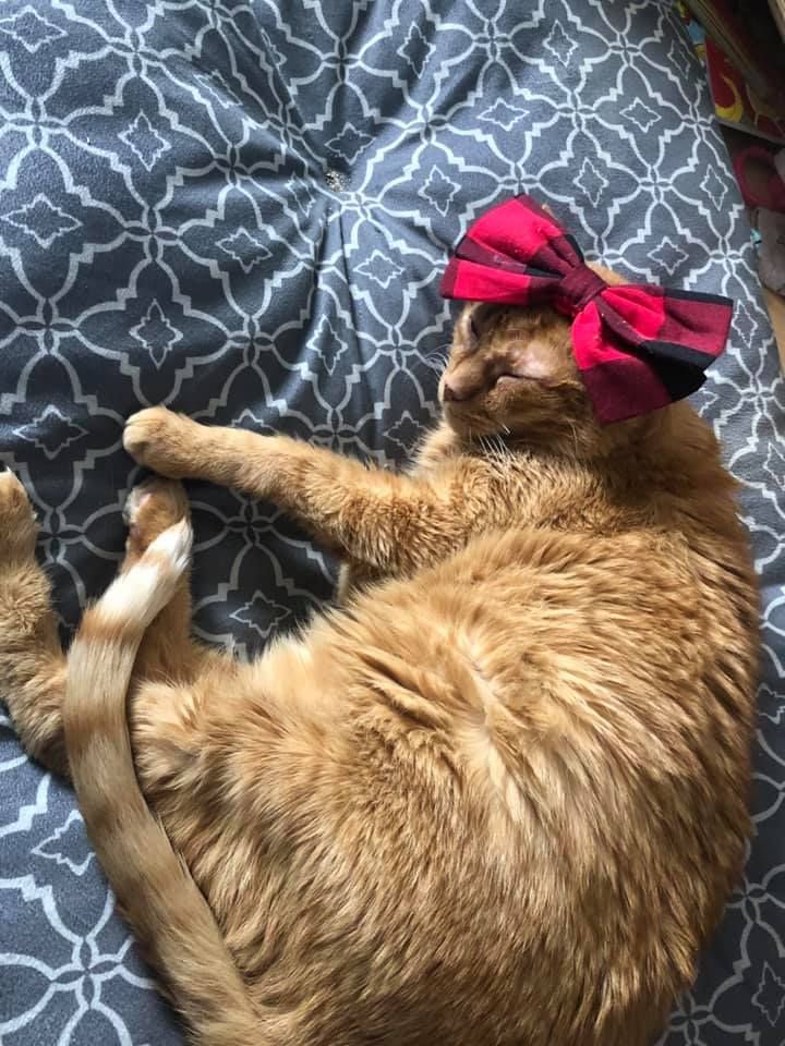 A cat is laying on a bed with a red bow on its head.