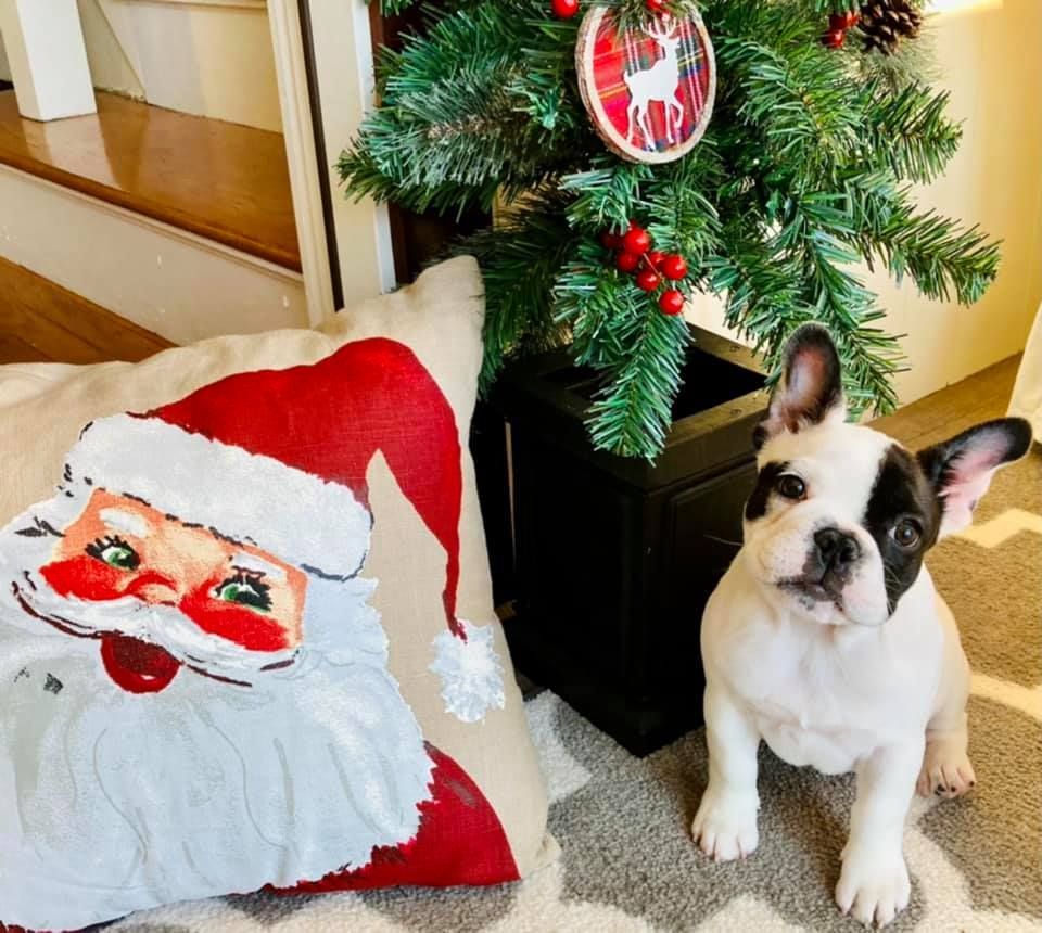 A French bulldog puppy is sitting next to a Christmas tree and a Santa pillow.