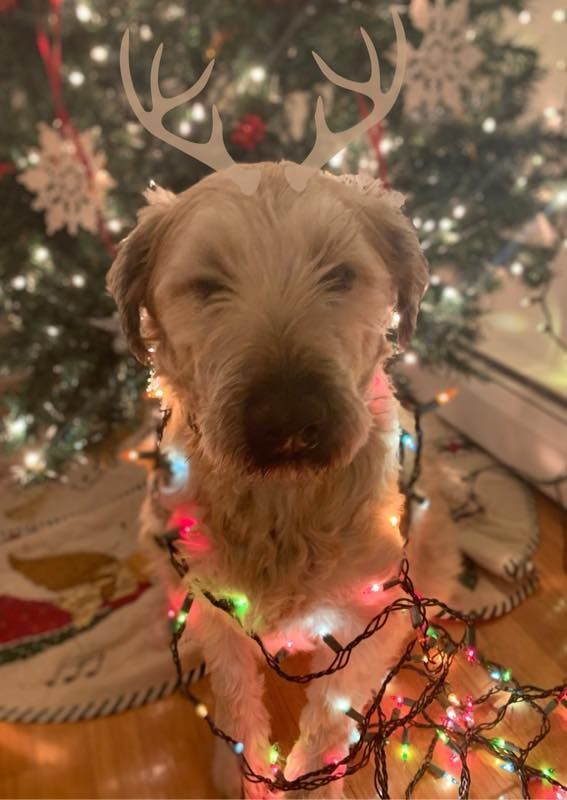 A dog wearing antlers and christmas lights is sitting in front of a christmas tree.