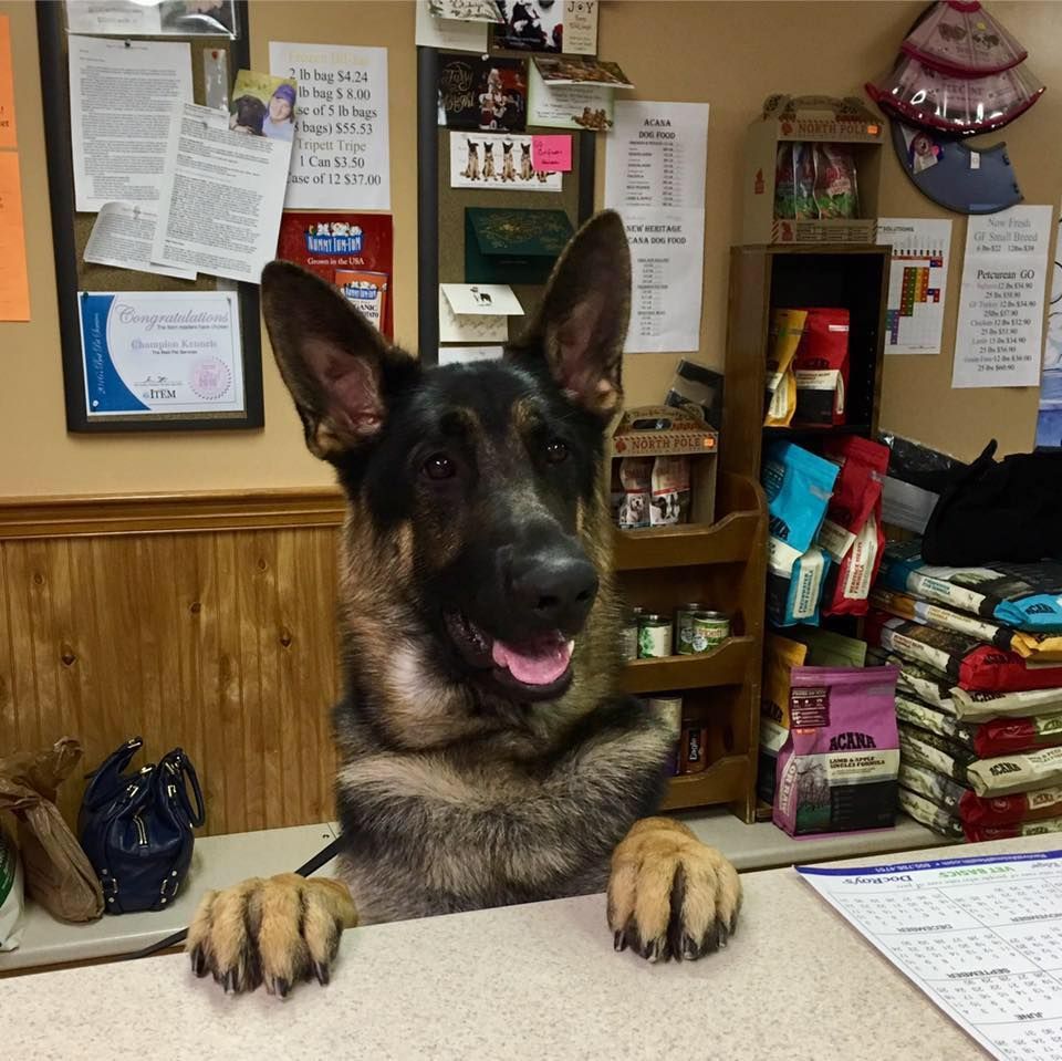 A german shepherd is sitting at a desk with its paws on the table.