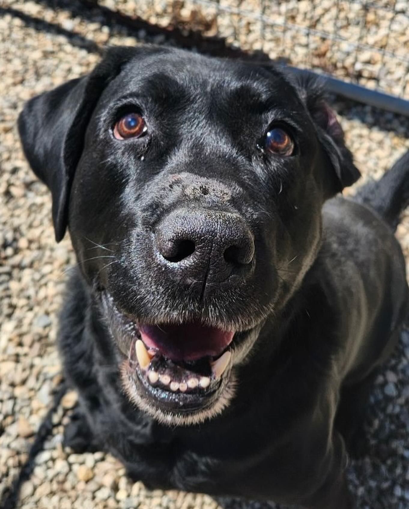 A brown and white dog with a wig on its head
