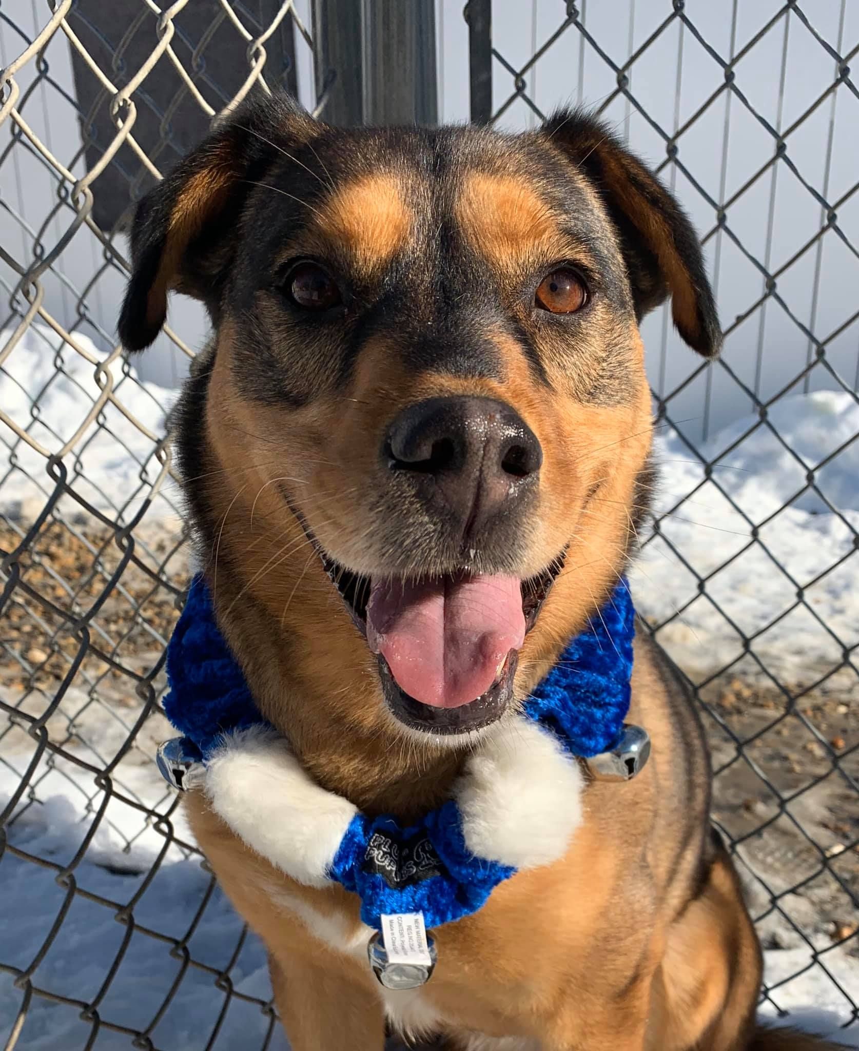 A brown and black dog wearing a blue bow tie is sitting in front of a chain link fence.