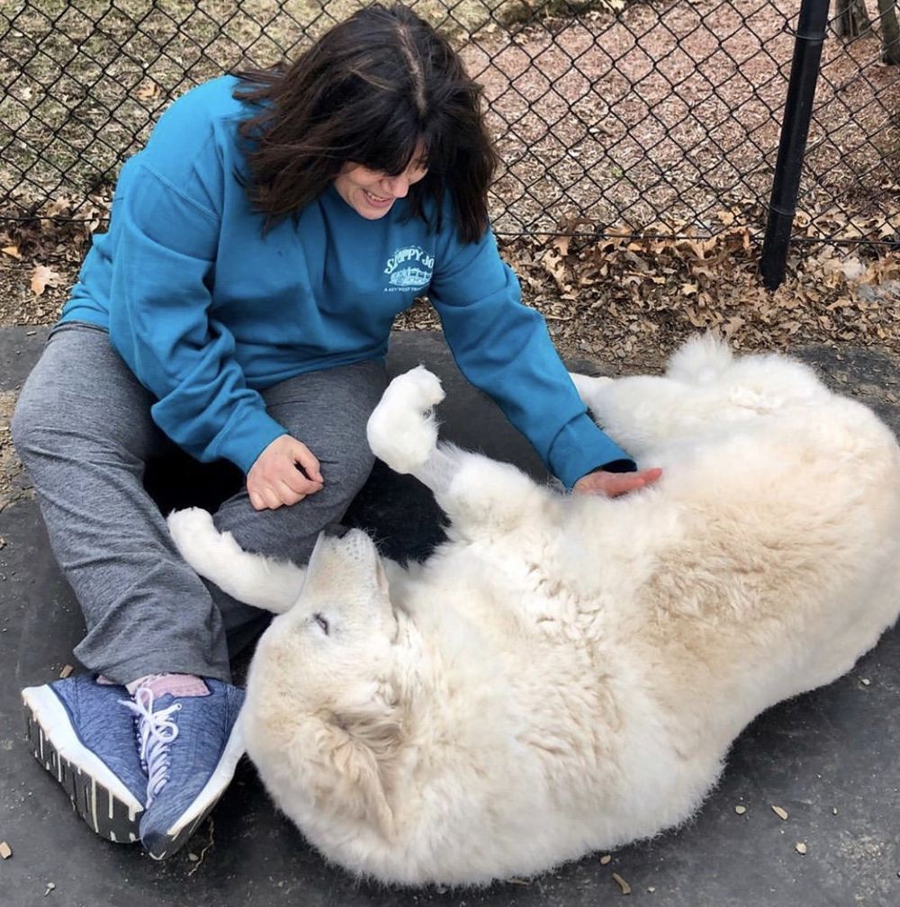 A woman in a blue sweatshirt is petting a white dog.