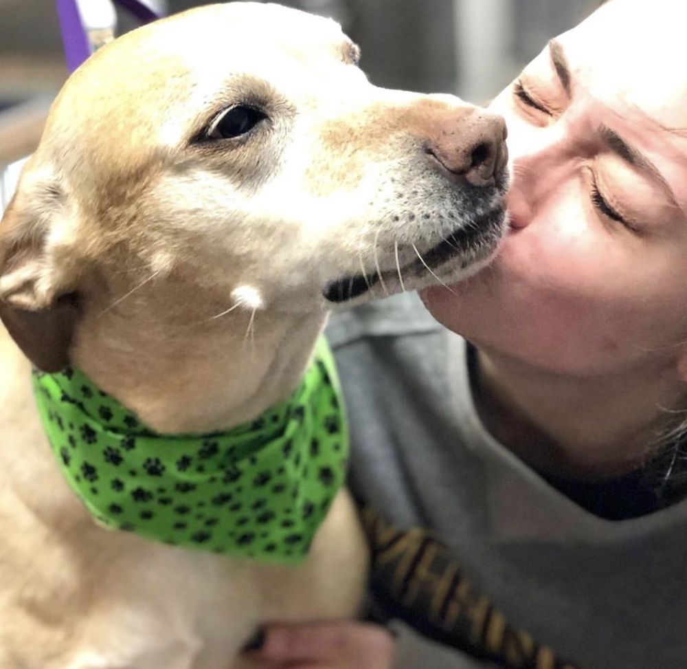 A woman kissing a dog wearing a green bandana.