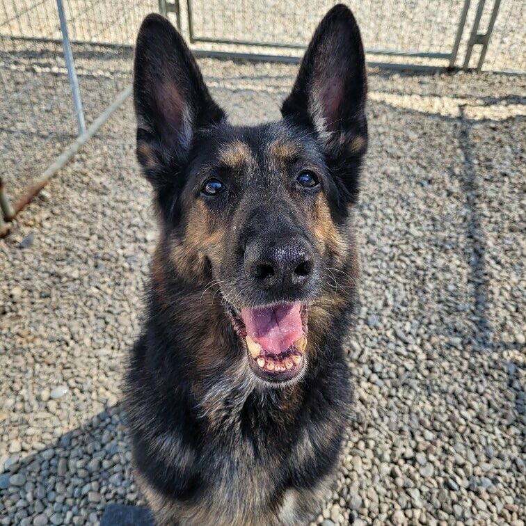 A puppy is sitting in a cage next to a window.