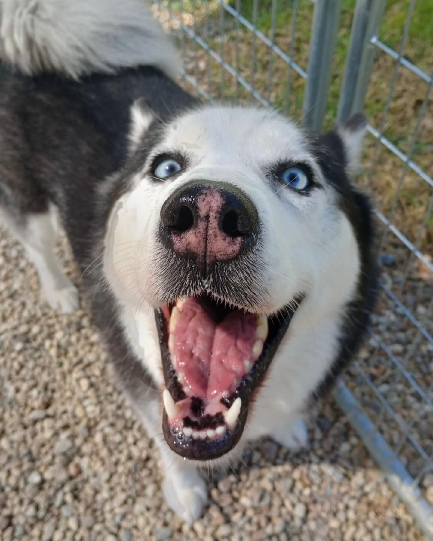 A person is feeding a cat in a carrier.