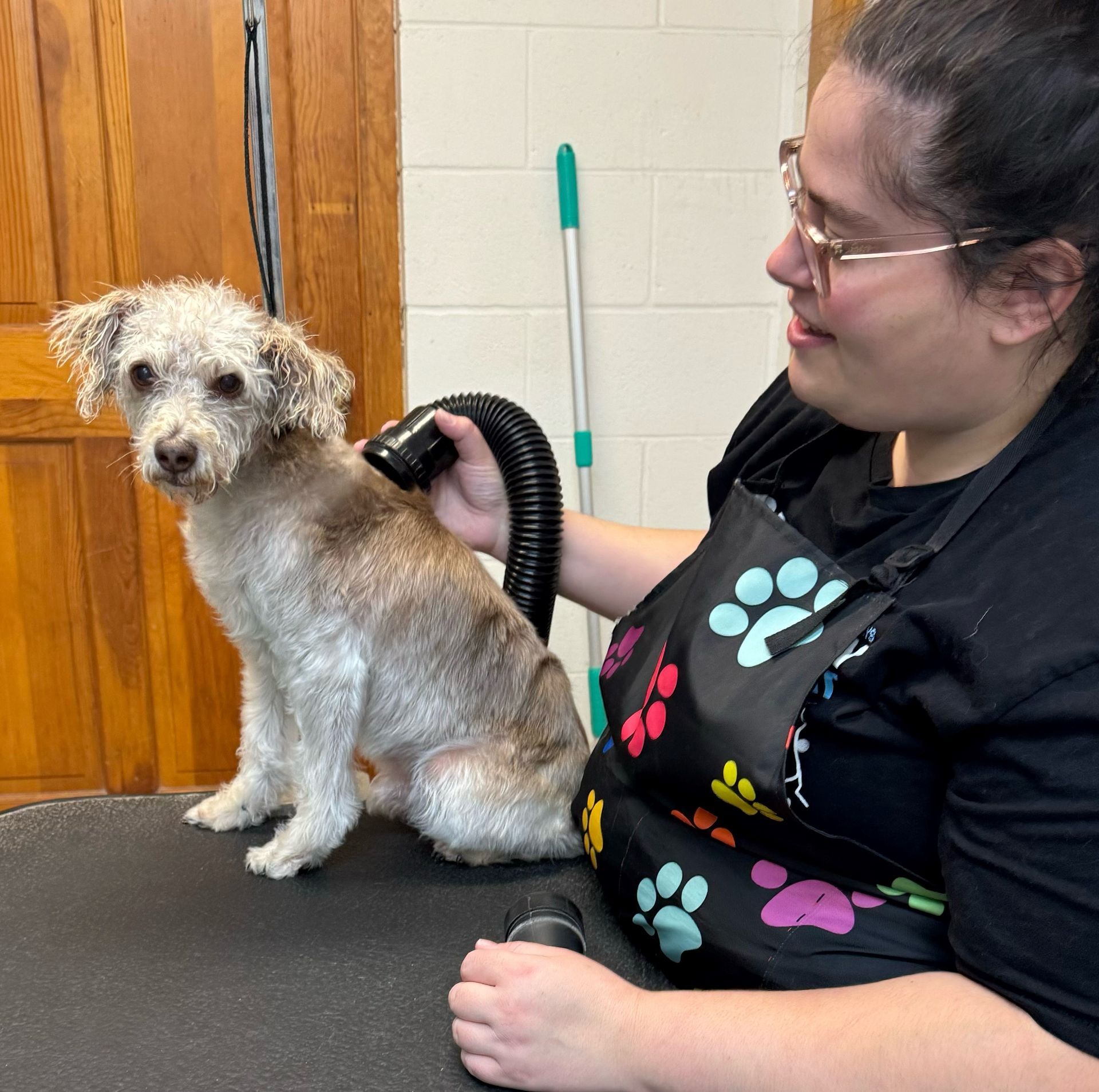 A woman is grooming a small dog with a comb.