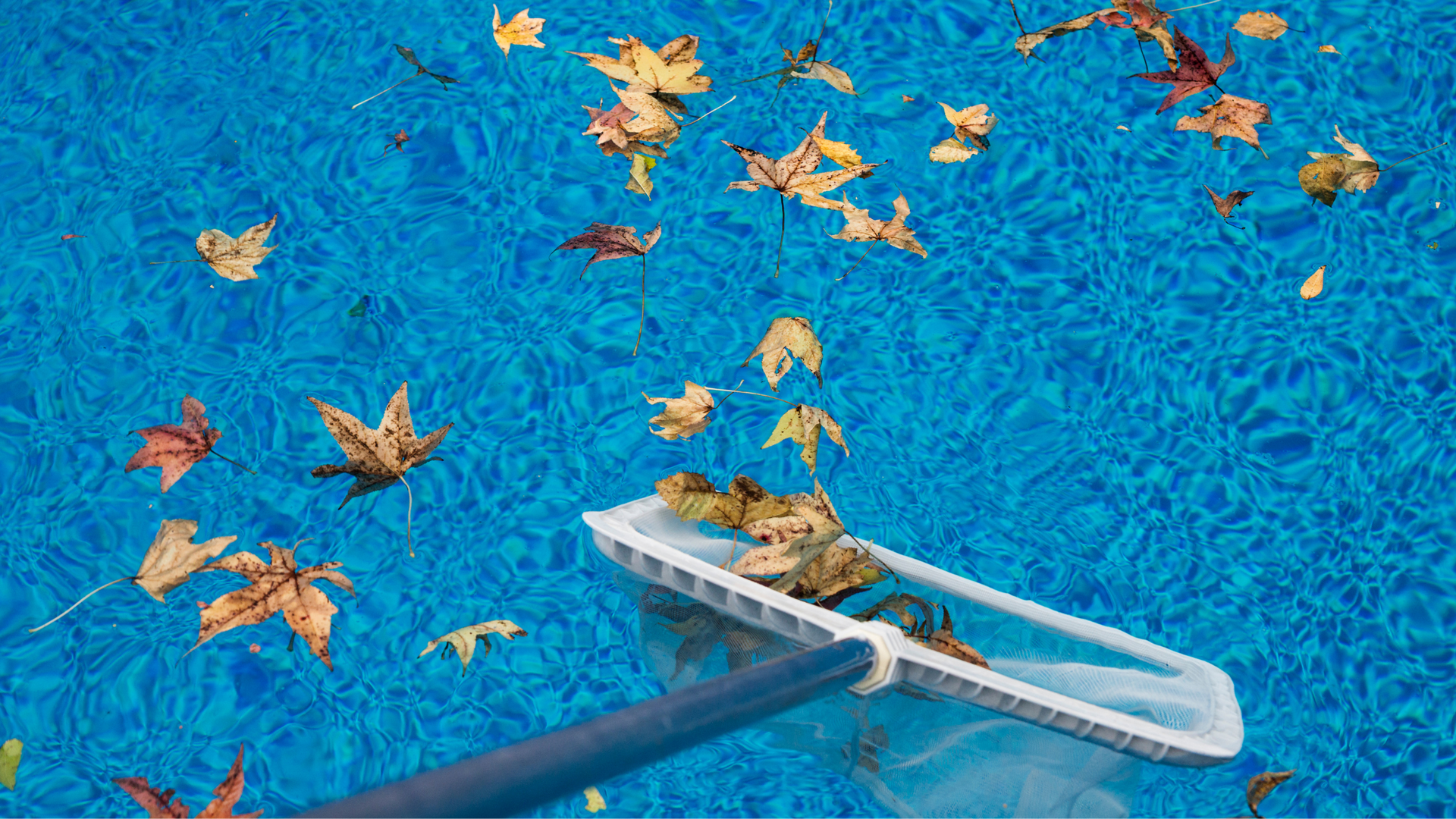 Pool guy removing falling leaves