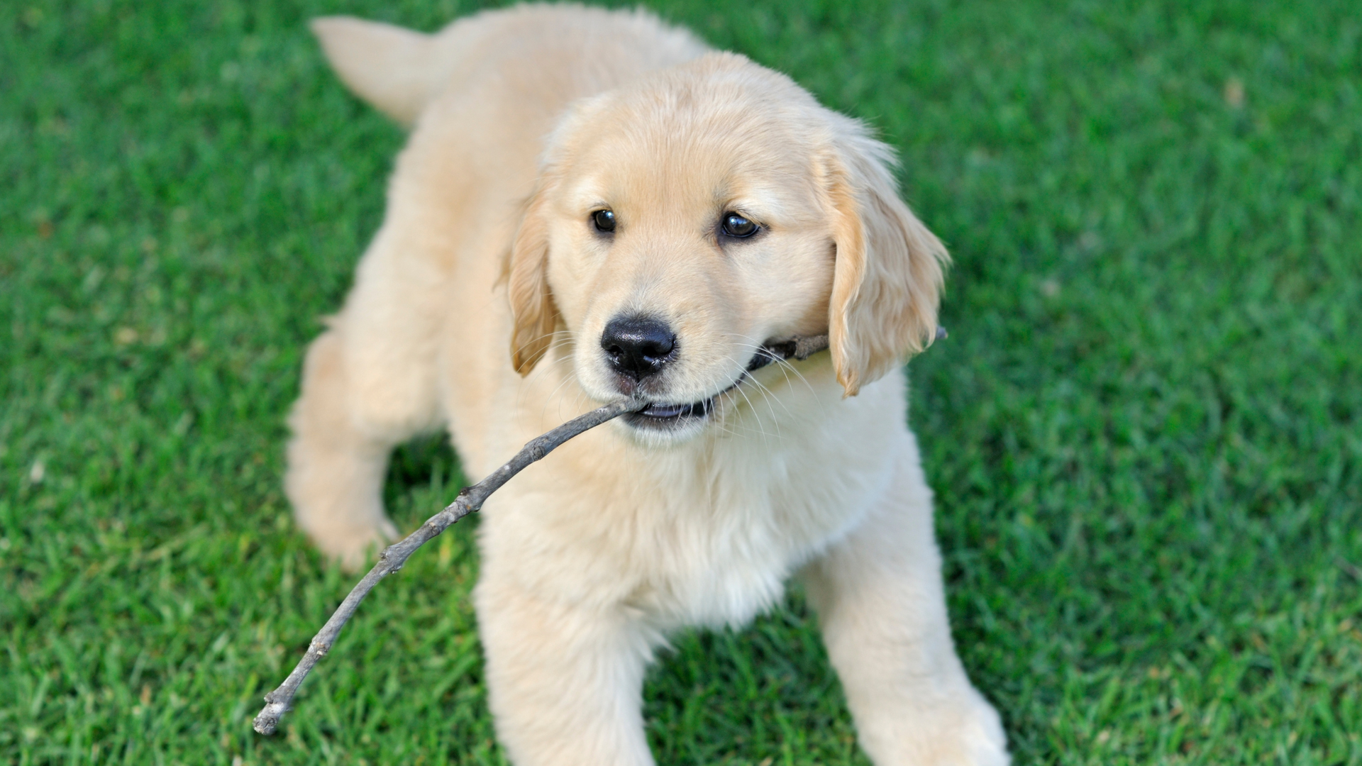 Adorable retriever pup playing on synthetic grass with stick.