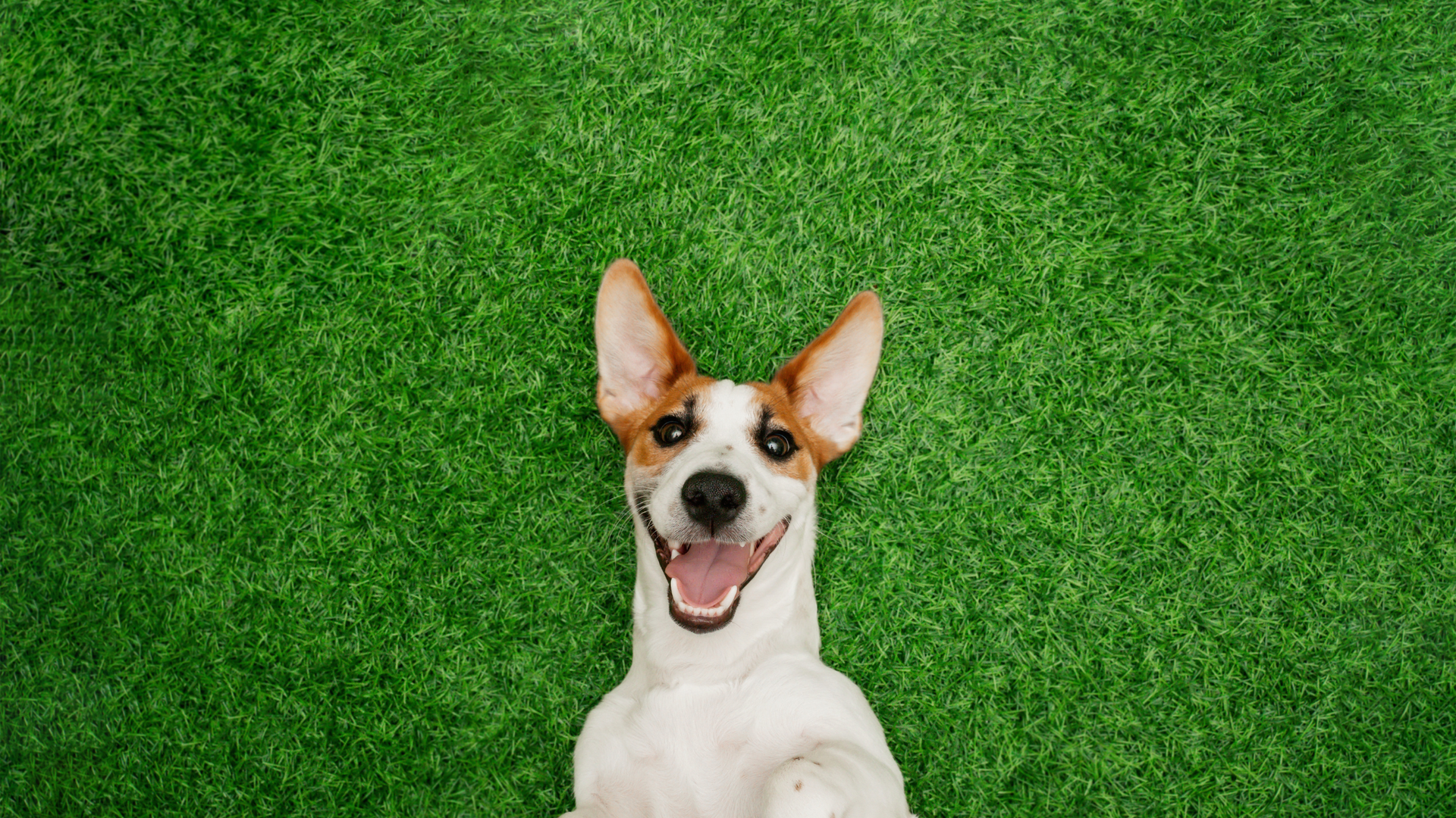 Paws and Play: The Benefits of Artificial Turf for Pet Friendly Homes
