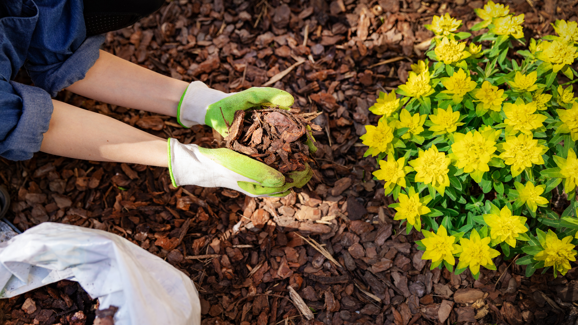  Individual gathering mulch from garden.