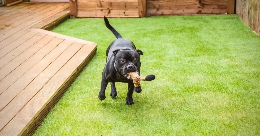 Pet Friendly Artificial Turf