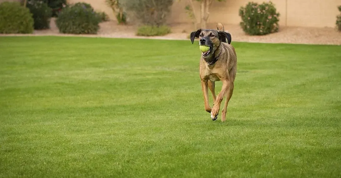 Pet Friendly Artificial Turf