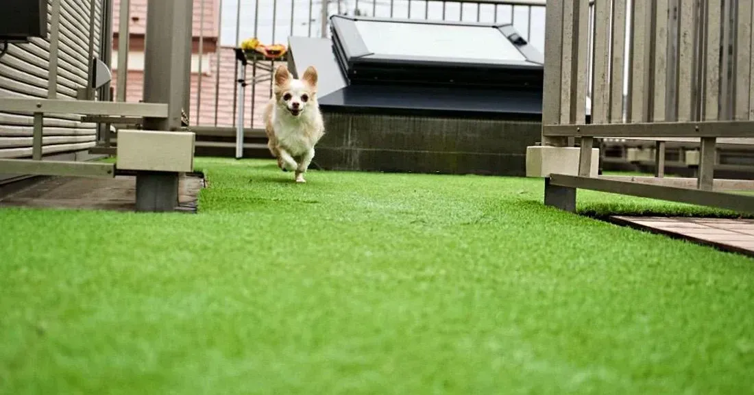 Pet Friendly Artificial Turf