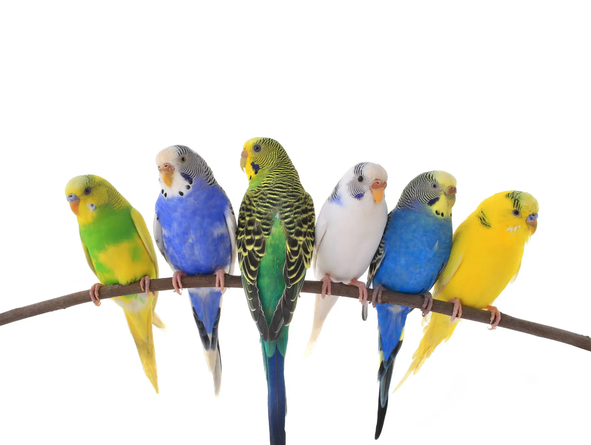 Pets in the Classroom Teacher Discount for Educators and Staff.