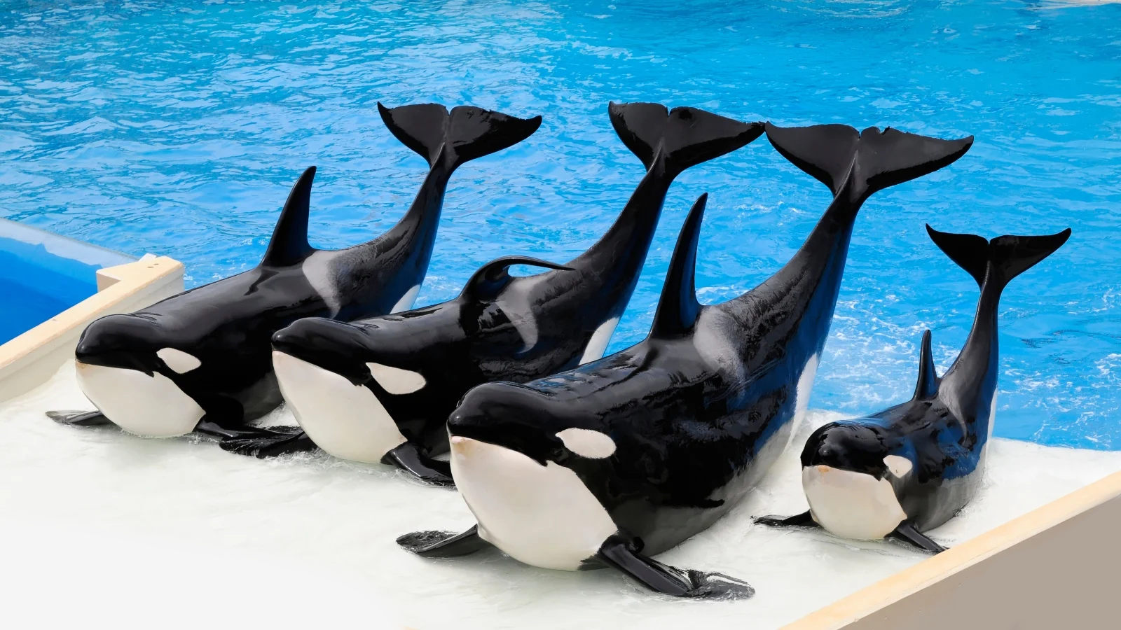 SeaWorld Teacher Discount