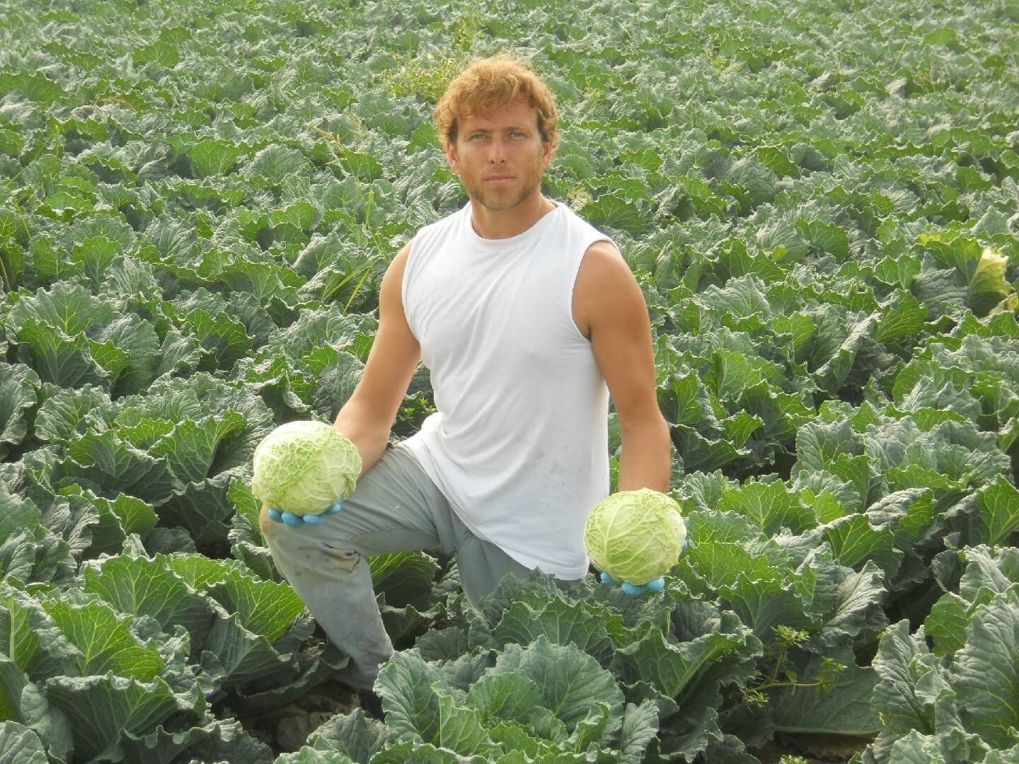Uomo inginocchiato in un campo di cavoli, con in mano due teste di cavolo. Indossa una canottiera bianca e pantaloni grigi.