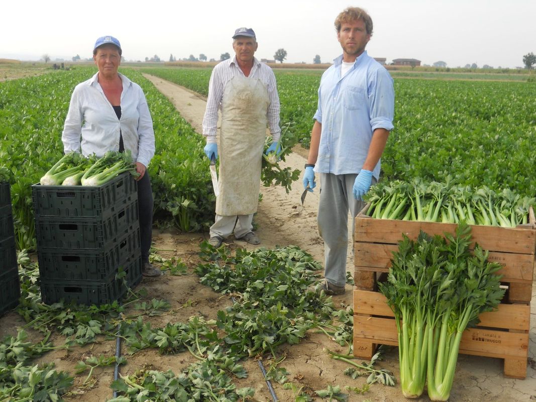 Tre persone sono in piedi in un campo con del sedano verde appena raccolto. Due tengono delle casse e una indossa un grembiule.