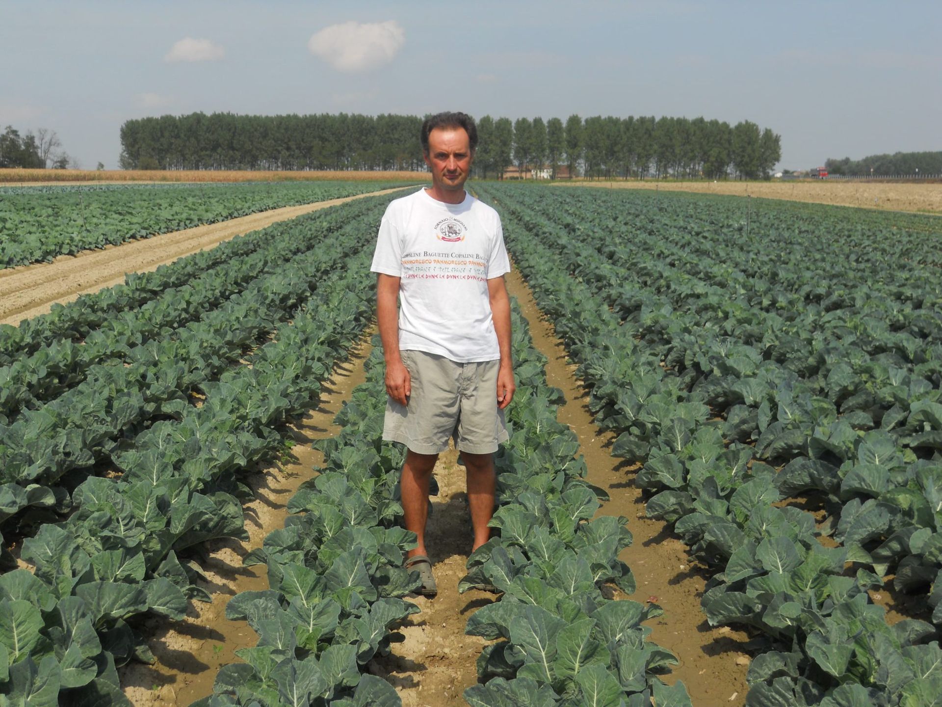 Uomo in piedi in un campo di piante verdi, file in una giornata di sole.