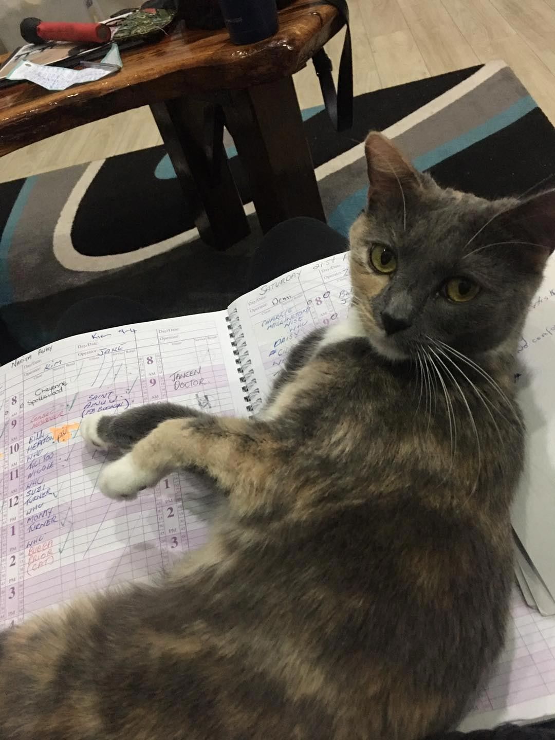 Cat Resting on Top of a Grooming Logbook — HoundDog Hairdressing in Heatley, QLD
