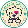 Logo for Bedside Babies Small Dog Rescue: a cartoon dog with a heart-shaped eye patch and teal paw prints.