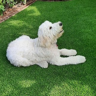 Dog sitting on artificial pet grass