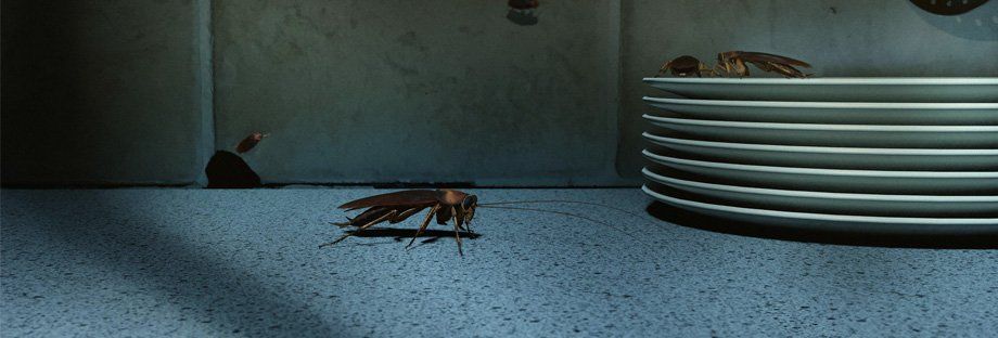 cockroach