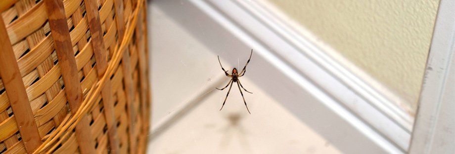 spider in a home