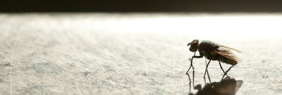 fly in a home