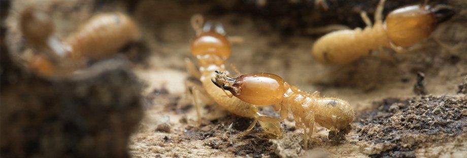termites