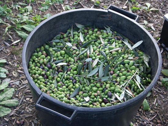 lavagnina olives