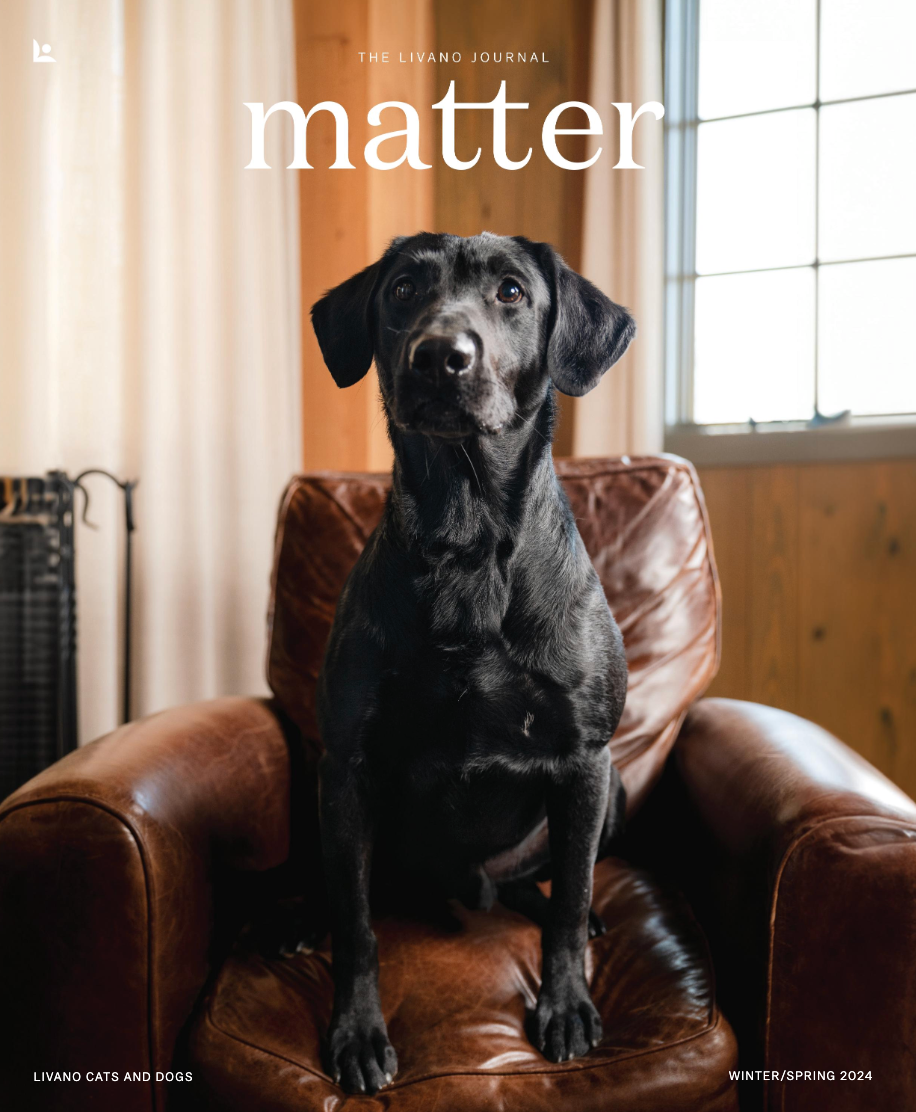 Black Labrador sitting in a worn leather armchair. The dog looks directly at the viewer. 