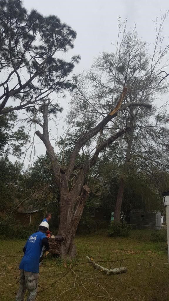 A Worker Trimming A Tree — Jacksonville, FL — Shaw's Tree Service, LLC