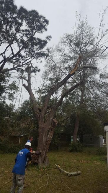 A Worker Trimming A Tree — Jacksonville, FL — Shaw's Tree Service, LLC