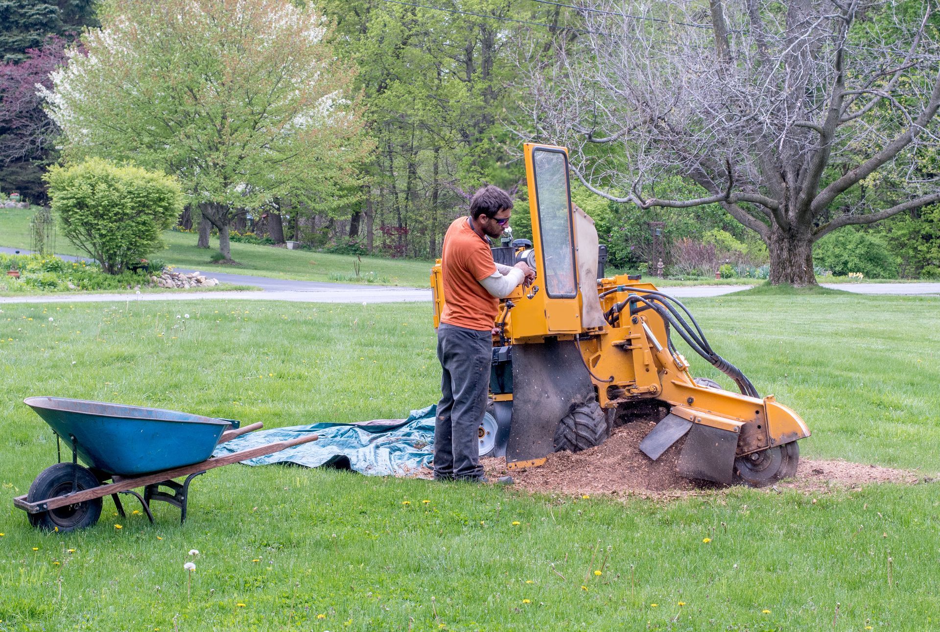 Man operating stump grinder in a grassy yard, wheelbarrow nearby.