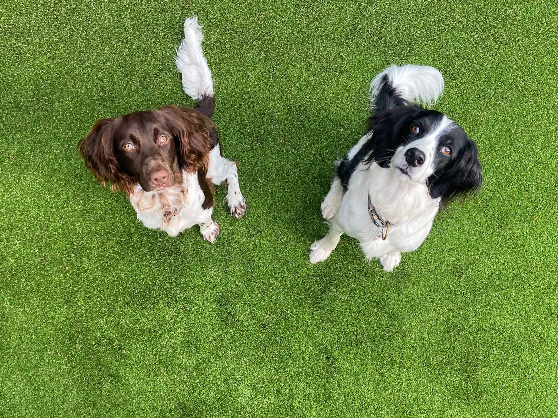 A dog is running towards a purple frisbee