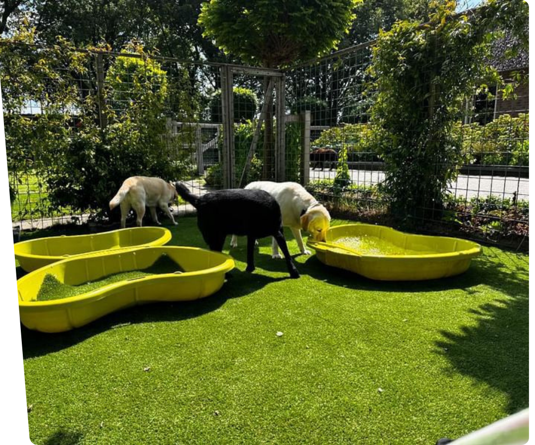 grass for dogs, A dog is running towards a purple frisbee