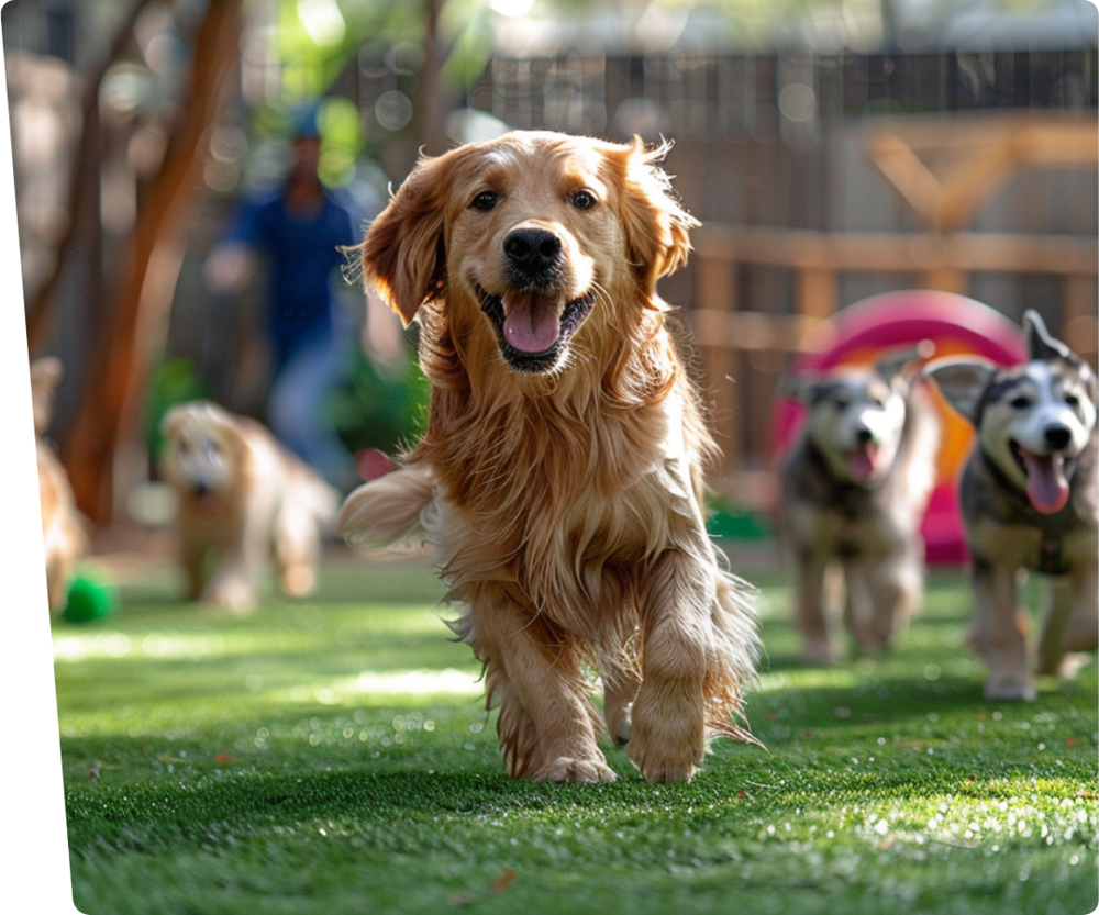 Grass for dogs artificial grass dog running